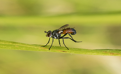 Cylindromyia sp., femmina  (Tachinidae)